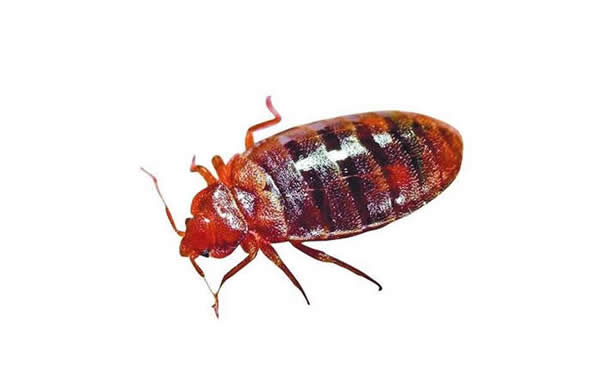 臭虫防治方案